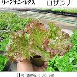 レタス 苗 ロザンナ 5ポットセット サニーリーフレタス