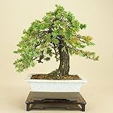 いよじ園 【】 杜松 / トショウ 山取木 貴風盆栽 （松柏盆栽 いよじ園）