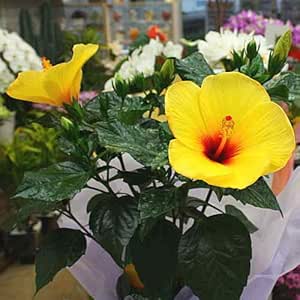 Amazon ハイビスカス鉢植え 黄色 イエロー 大きな花のトロピカルフラワー 花 ギフト クロスリースタイル 観葉植物