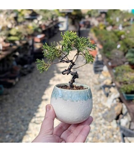 Amazon.co.jp: 糸魚川真柏 盆栽 素材・苗木 3本セット 【泰寿園 Online