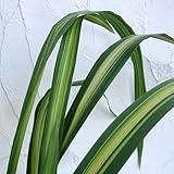 ニューサイラン：イエローウェーブ6号ポット[存在感のあるオーナメンタルプランツ] ノーブランド品