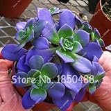 Best-selling 200pcs Japanese Succulents Seeds Rare Indoor Flower Mini Cactus Seeds fleshier plant Po