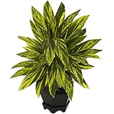 ほぼ自然6789 Ginger Plant withブラックプランター