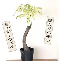 51vfQPWKj4L._AC_UL210_SR210,