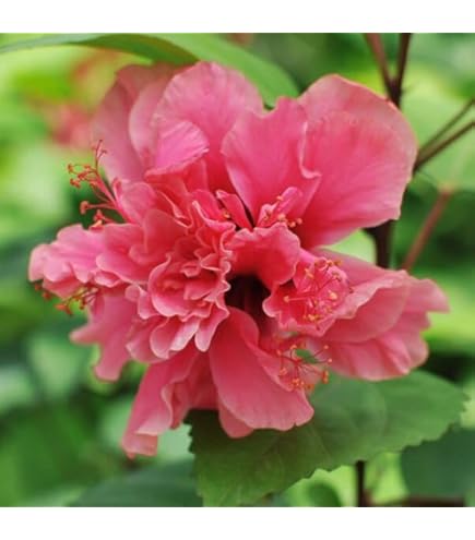 フウリンブッソウゲ ハイビスカス原種 原種ハイビスカス・フウリンブッソウゲ| 種・苗・ガーデニング