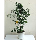 [実付き]レモン：マイヤーレモン8号鉢植え[柑橘・かんきつ類苗木] ノーブランド品