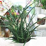 【観葉植物】 サンスベリア ファーンウッド・ミカド ： 白色丸型陶器鉢に植えた　サンセベリア