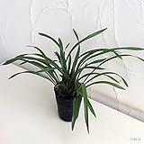 東洋蘭：金稜辺（キンリョウヘン）4号ポット[ニホンミツバチ誘引植物] ノーブランド品