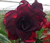 アデニウム アラビカム オベスム 砂漠のバラ塊根植物 Adenium obesum Desert Roses no.12 BLACK-EAGLE