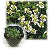 タイム（ほふく性）：クリーピングタイム白花3号ポット6株セット[ハーブ苗]