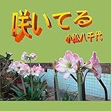 咲いてる