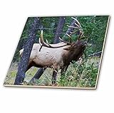 Danita Delimont – 動物 – Rocky Mountain bull elk amongst Trees – タイル 6-Inch-Ceramic ct_231975_2