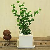 観葉植物：フィカス　ベンジャミン　バロック*キューブ陶器鉢(受け皿付き)　ゼオライト