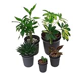 T4U 6.5/7.5/9/12/14.5CM プラスチックミ二植木鉢 ラウンド 多肉植物 サボテン鉢 フラワーポット プランター容器 ダークブラウン 10個入り