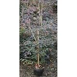 トキワマンサク苗 (赤葉赤花) 5号ポット5本セット