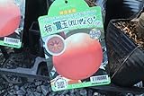 果樹苗 接木 柿 麗玉(れいぎょく)1年生 【送料込価格】