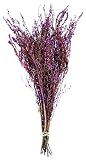 SuperMoss 27608 Dried Flowers - Erica, Purple, 3.5oz [並行輸入品]