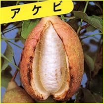 Amazon | あけび苗木 五つ葉アケビの苗木 13.5cmポット苗 1年生