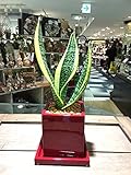 サンセベリア・ローレンティー・コンパクタ サンスベリア 観葉植物 鉢植え 陶器 インテリア ヴィヴィッドレッドポット