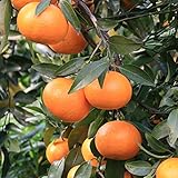 みかん 苗木 【津之輝 （つのかがやき）】 2年生 接ぎ木 ポット苗