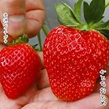国華園　いちご苗　とちおとめ　3株【※発送が国華園からの場合のみ正規品です】
