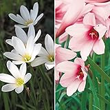 国華園　春植え球根　レインリリーセット　2種20球【※発送が国華園からの場合のみ正規品です】