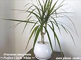 Dracaena Marginata / Perfect Circle White / 真実の木★ドラセナ・コンシンネ / パーフェクトサークル・ホワイト / インテリア観葉植物 / 鉢植え