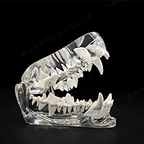 51vqg0o9cSL._AC_UL210_SR210,