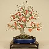 いよじ園 山モミジ（貴風盆栽） 【雑木盆栽 紅葉】
