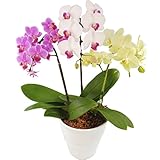 産地直送の花ギフト　椎名洋ラン園のミディ胡蝶蘭 3本立ちミックスカラー　5.5号陶器鉢