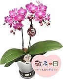 【2018 敬老の日】ピンク系ミディー胡蝶蘭【チュンリー】シルバー鉢入り 『4.5号鉢・２本立ち・敬老の日のピック付き』生産者より日本全国へ胡蝶蘭をお届けいたします／インターナショナルマーケット