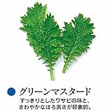 ベビーリーフ 種 グリーンマスタード（縮緬） 小袋（約1dl）