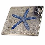 Albomデザイン動物 – Rare Blue Sea Starヒトデの航行Malolo島フィジー – タイル 4-Inch-Glass ブルー ct_22794_5