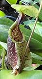 Nepenthes rafflesiana green var. squat - pitcher plant - 5 seeds