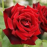 2017年バラ大苗・ 可 パパ メイアン (国産苗 大苗 6号鉢植え) メイアン作出 世界バラ会連合会殿堂入り品種