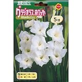 春植え球根 グラジオラス ホワイト (130067)