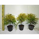【10本セット】 フィリフェラオーレア 樹高0.3m前後 15cmポット （コニファー）生垣 苗木 植木 苗 庭木 生け垣