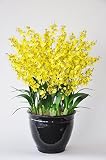 オンシジューム 光触媒 造花 鉢植え アートフラワー (18本立, 黒鉢)