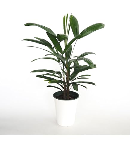 Amazon｜カンノンチク 8号 観音竹｜観葉植物 オンライン通販
