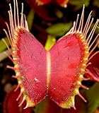 Dionaea muscipula Red Road Oxford - venus fly trap - 5 seeds