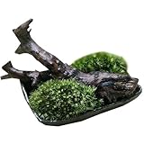 (観葉/苔) 私の小さな苔盆栽 ～わびさび益子焼角鉢とコケと流木のセット～ 本州・四国限定[生体]