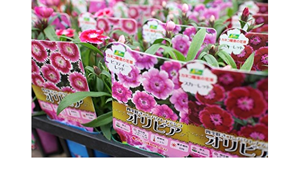 Amazon 花苗 まとめ買い 四季咲きコンパクトナデシコ オリビア おまかせ4ポット 3寸苗 送料込価格 花