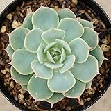 グロリア 7.5cmポット エケベリア Echeveria gloria グローリア 福岡県産 多肉植物 多肉 観葉植物 インテリアグリーン 寄せ植えに