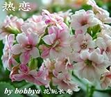 カランコエ鉢植えはプレナム鉢植え苗の寿命旧正月の花の種を50個の種子苗木