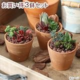 (観葉)私のオアシス 多肉3種のシンプルテラコッタ寄せ植え(お買い得3鉢セット)(説明書付) 本州・四国限定[生体]