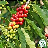 コーヒーの木【ブルーマウンテン】 2年生実生苗 ポット苗