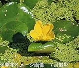 水生植物:アサザ(浅沙) 10.5cmポット苗【紫桜館山の花屋】
