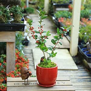 Amazon 観葉植物 鉢植え セイヨウヒイラギ クリスマスホーリー 苔付 陶器鉢レッド 苗