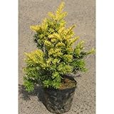 キンキャラ (金伽羅)