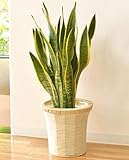 サンスベリア 7号鉢 インテリアバスケット 観葉植物 インテリア グリーン